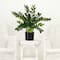 28" Artificial Zamioculcas Plant with Decorative Planter